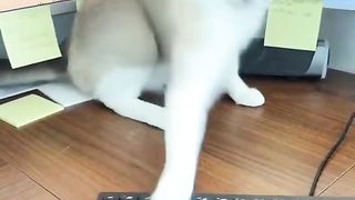 The cat made a mess on the desktop
