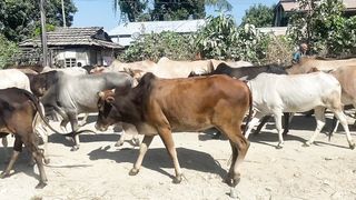 Cattle