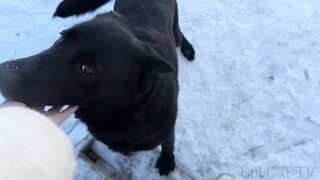 ПЕРВАЯ ВСТРЕЧА РЫСИ И СОБАКИ В ЭТОМ ГОДУ.