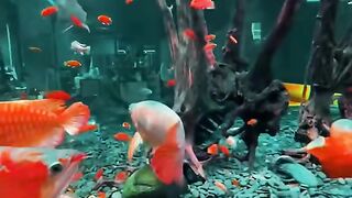 Aquarium