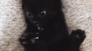 Не могу перестать любоваться котёночком, который вдруг понял, что у него аж 4 лапы!