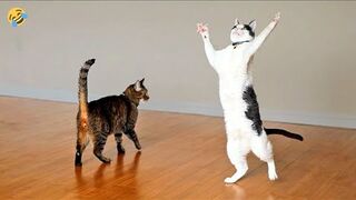 FUNNY CATS and DOGS & other ???????? Why does a cat need a cucumber ???? Funniest Animals Videos