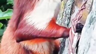 Giant flying squirrel from South Asia