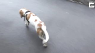 Dog Gets Too Excited And Passes Out