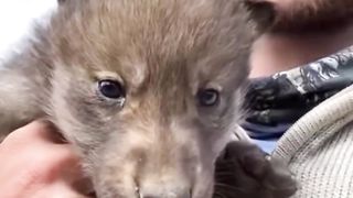 Wolf cub