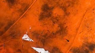 Waspada penyakit JAMUR menyerang ikan lele di musim hujan