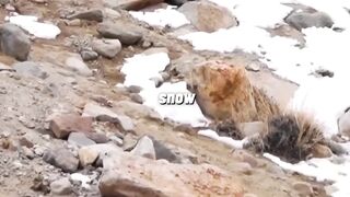 Dogo vs snow leopard