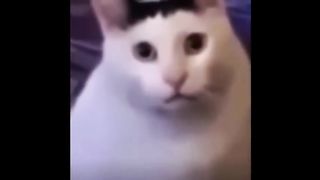 Funny animal