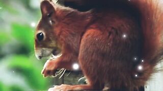 Beautiful Squirrel Nature Beauty