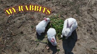 Me With My Rabbits \\ My first vlog