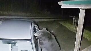 An impudent bear climbed into someone else's car
