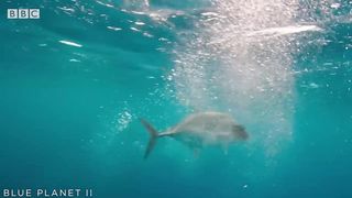Watch what happens when a Giant Trevally versus an Tern in this amazing fish eats bird clip from Blue Planet II.