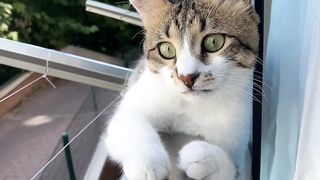 Cute ???? cat ????