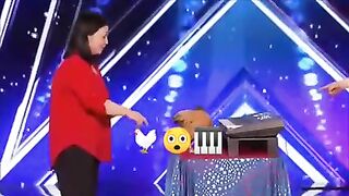 Пианино чаладиган товуқни  кўрганмисиз?