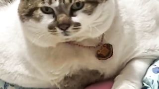 Kucing gendut berbulu ????