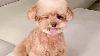 Cute Puppy Emoji Reaction On Our Face
