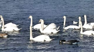swans and ducks on a stroll