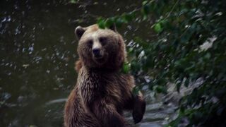big bear says hello and takes a big bath