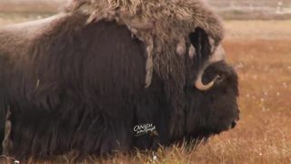 40 Canadian Hunts in 13 Minutes! (BEST OF HUNTING Compilation)