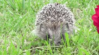 cute hedgehog walking around