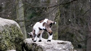 funny pretty little goat on her star podium