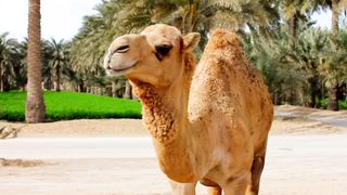 camel dances rock