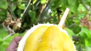 Membelah durian metong ????