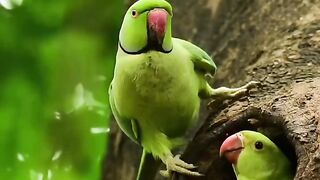 Beautiful Birds