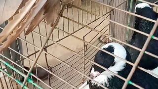 Pigeon cage design
