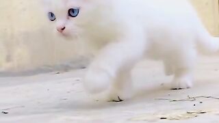 Cat Lovers ????????????
