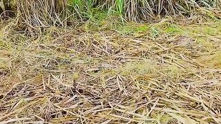 NATURE VIDEO