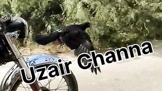 Kabootar Aur Malik Ka Piyaar