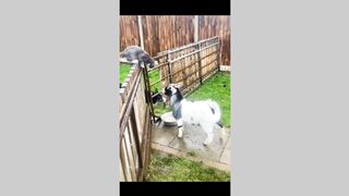 Funny Animals Video