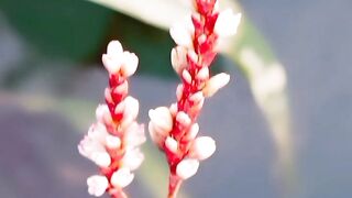Nature Photography By Aey Bee