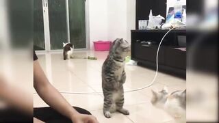Baby Cats - Cute and Funny Cat Videos Compilation #62 | Aww Animals