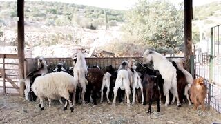 Entertainment  Funny Video With Goats