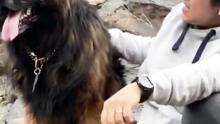 Beautiful Dog Video