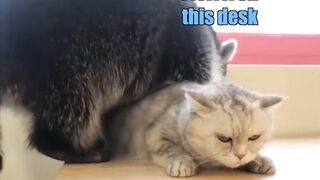 Raccoon vs Catnip love ????????