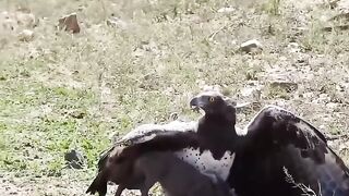 Hawk vs warthog Baby