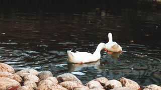 Duck Enjoy Life Duck Animal Beautiful Video 2022.