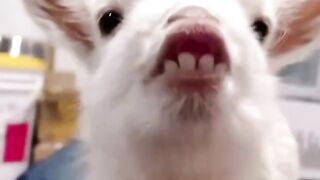 British Baby Goat