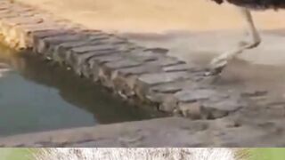 Funny Ostrich