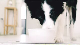 Dogs behaviour ????????