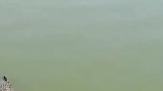Crocodile ????