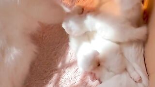 Funny cat videos