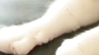 Funny cat videos