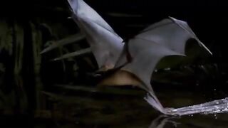 Liperds and Lizerds Fighting