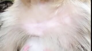 Cute monkey |monkey funny |
