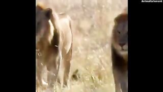 Animal Fighting