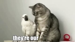 Cat vs Parrot